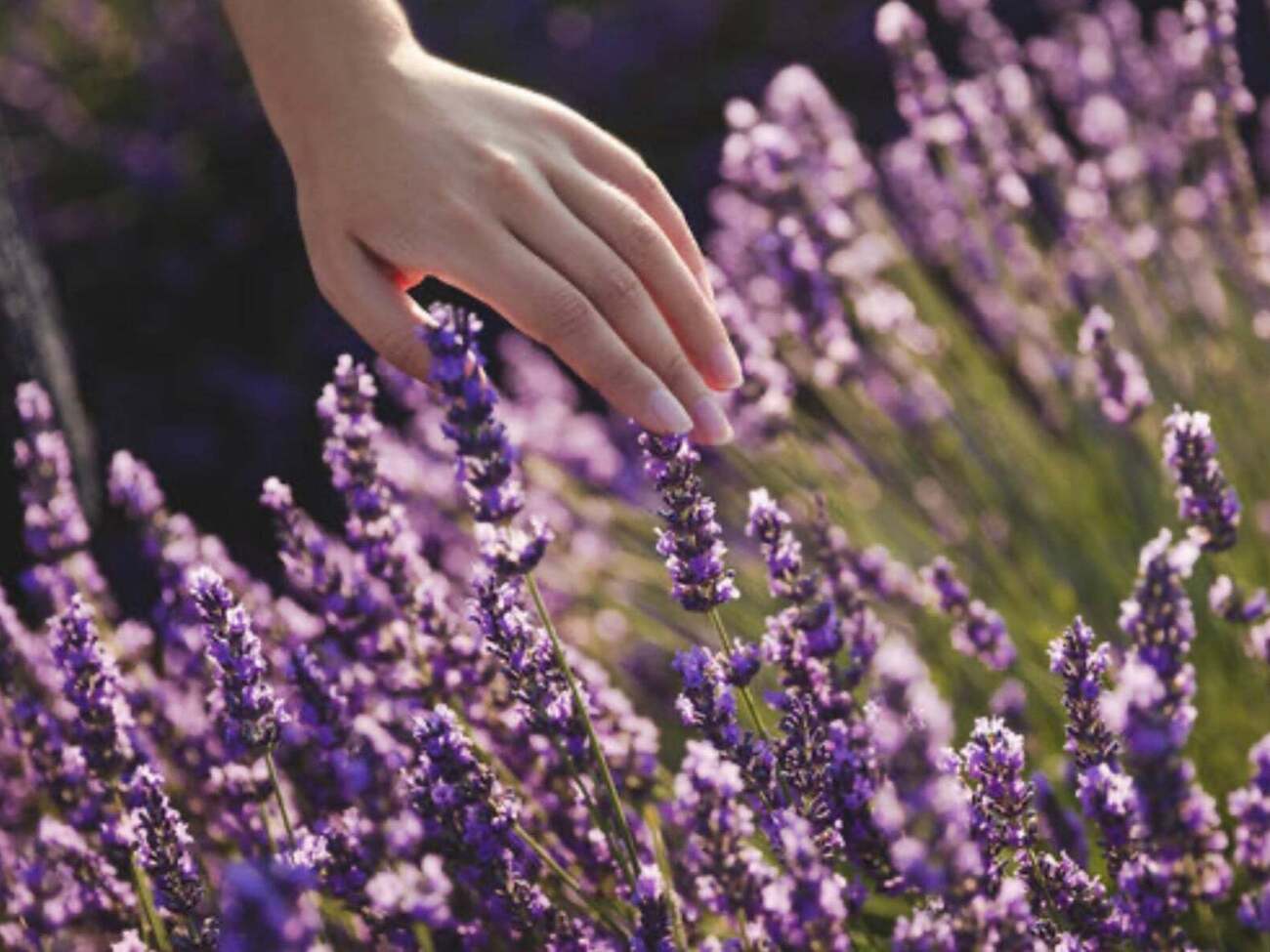 Некоторые кусты требуют обязательной весенней обрезки