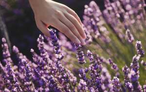 Некоторые кусты требуют обязательной весенней обрезки