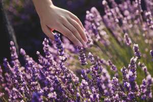 Некоторые кусты требуют обязательной весенней обрезки