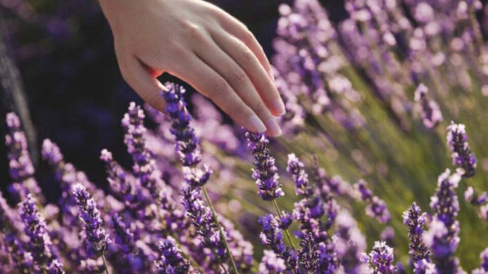 Некоторые кусты требуют обязательной весенней обрезки