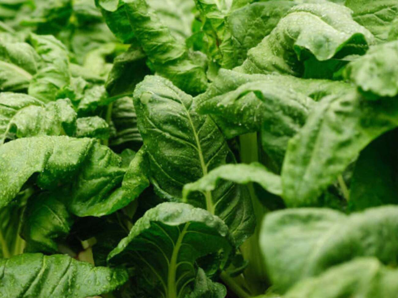 Шпинат усиливает урожайность овощей