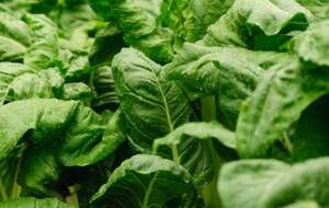 Шпинат усиливает урожайность овощей