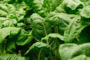 Шпинат усиливает урожайность овощей