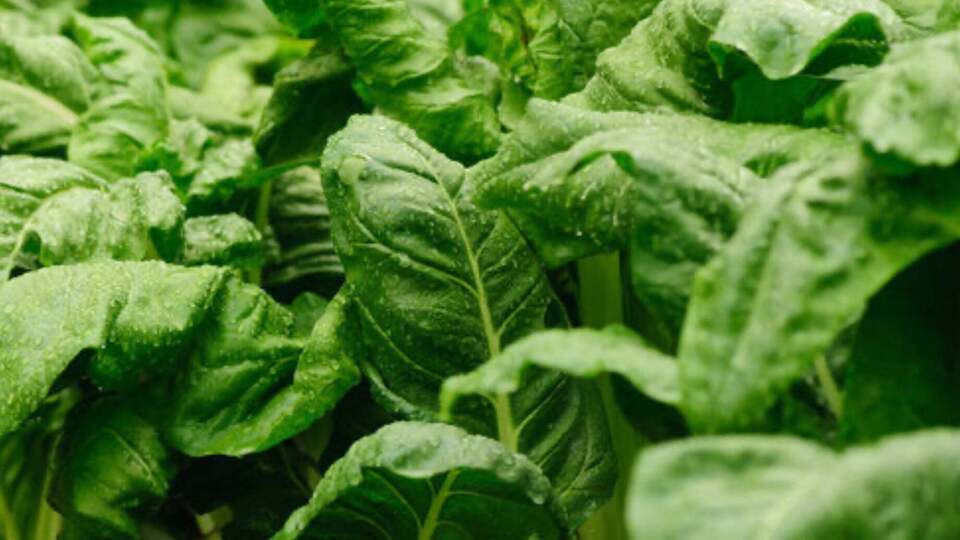 Шпинат усиливает урожайность овощей