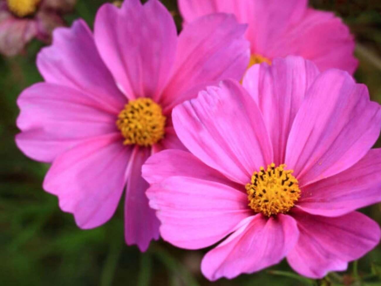 Эти семь цветов будут цвести уже с июня