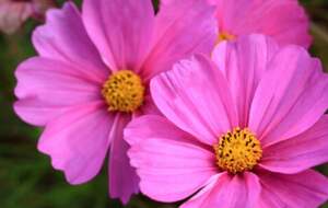 Эти семь цветов будут цвести уже с июня