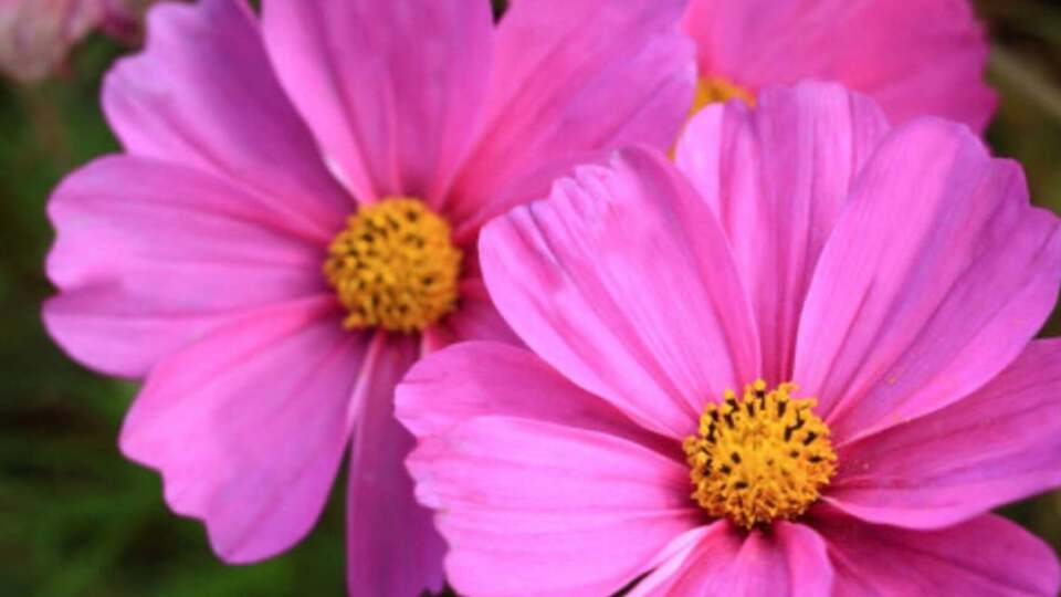 Эти семь цветов будут цвести уже с июня