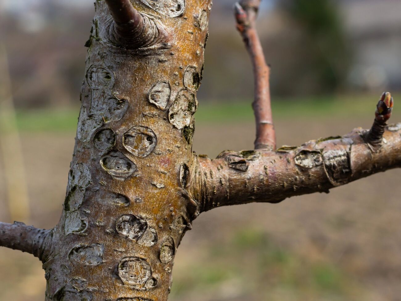 Почки во время первой обработки должны быть в состоянии покоя или на стадии "набухания"