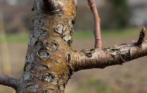 Почки во время первой обработки должны быть в состоянии покоя или на стадии "набухания"
