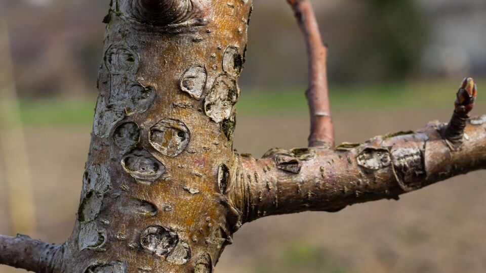 Почки во время первой обработки должны быть в состоянии покоя или на стадии "набухания"
