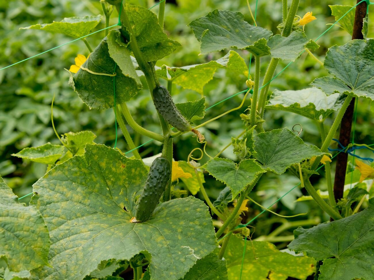 Огурцы хорошо приживутся, если посадка происходит при теплой погоде