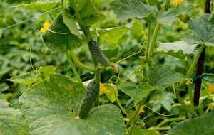 Огурцы хорошо приживутся, если посадка происходит при теплой погоде