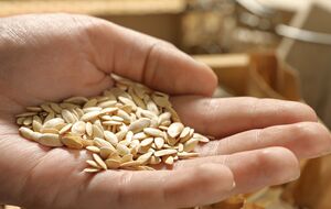 Семена лучше подготовить перед посевом