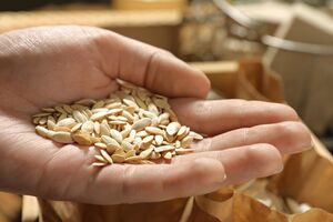 Насіння краще підготувати перед посівом