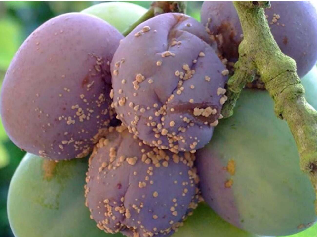 Если весной дерево не лечили, летом зараженные грибком плоды гниют или мумифицируются прямо на ветках