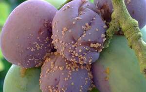 Если весной дерево не лечили, летом зараженные грибком плоды гниют или мумифицируются прямо на ветках