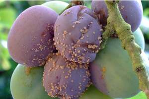Якщо навесні дерева не лікували, улітку заражені грибком плоди гниють або муміфікуються просто на гілках.