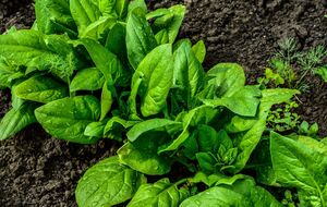 Шпинат лучше растет в холоде