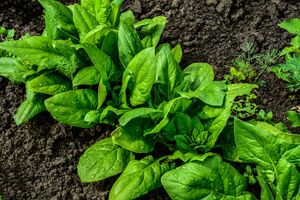 Шпинат краще росте в холоді