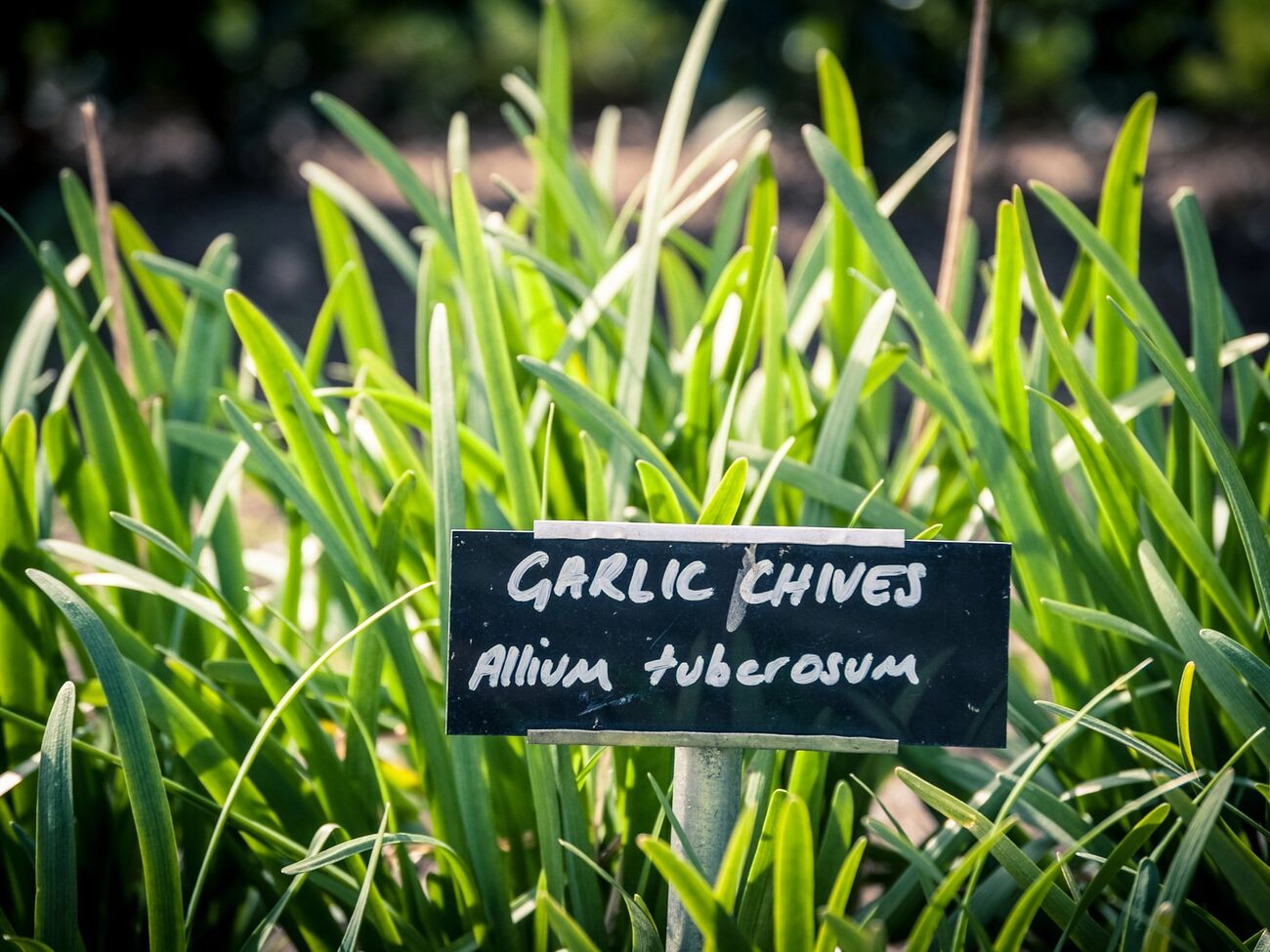 Часник потребує нарощування зеленої маси