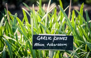 Часник потребує нарощування зеленої маси