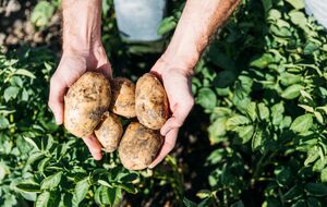 Картофель порадует урожаем