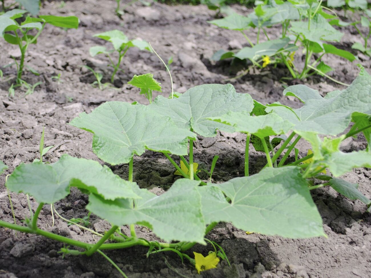 Подкормку с молоком и йодом нужно проводить раз в месяц