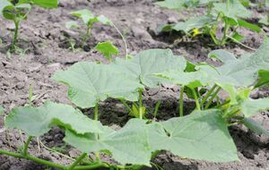 Подкормку с молоком и йодом нужно проводить раз в месяц