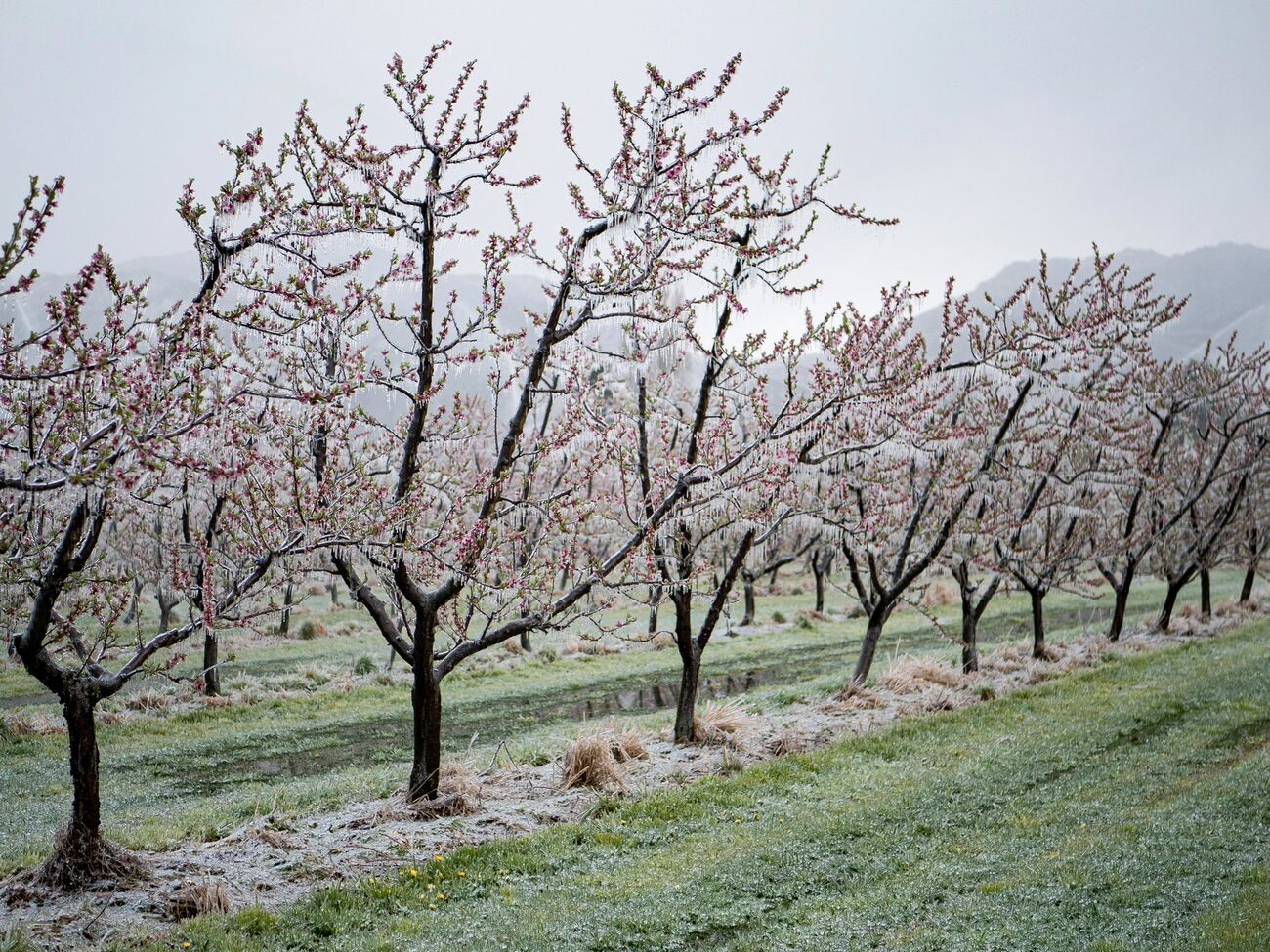 Уночі 24 квітня в Київській, Черкаській, Чернігівській, Сумській, Полтавській і Харківській областях прогнозують заморозки в повітрі 0...+3 °С