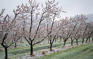 Ночью 24 апреля в Киевской, Черкасской, Черниговской, Сумской, Полтавской и Харьковской областях ожидаются заморозки в воздухе 0...+3 °С