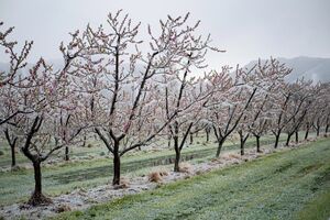 Уночі 24 квітня в Київській, Черкаській, Чернігівській, Сумській, Полтавській і Харківській областях прогнозують заморозки в повітрі 0...+3 °С