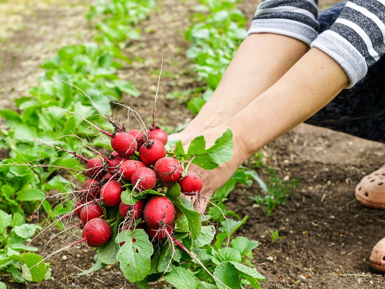 Редис даст качественные корнеплоды при определенных условиях