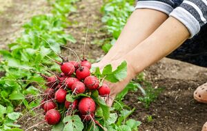 Редис даст качественные корнеплоды при определенных условиях