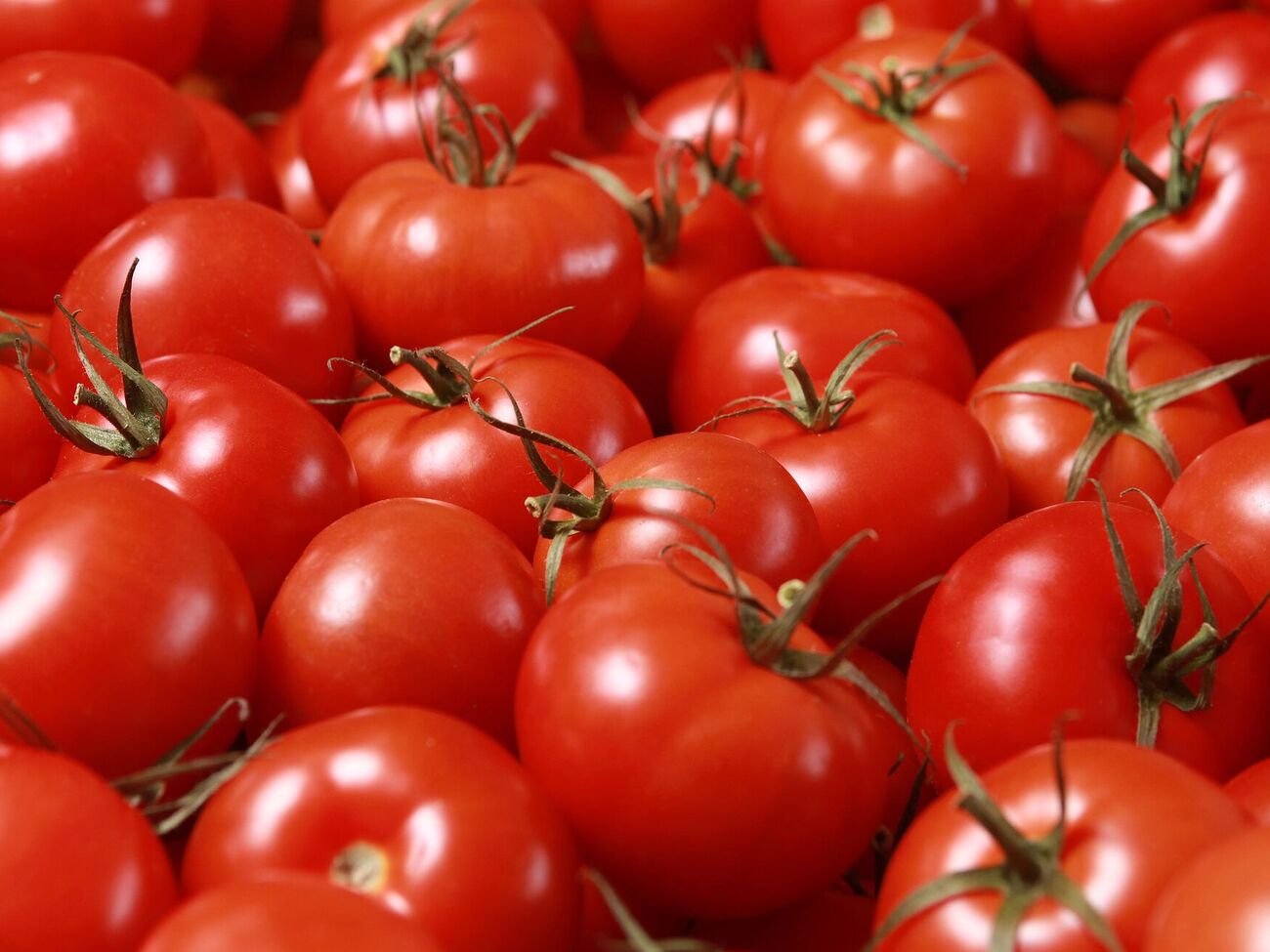 Покладіть це в лунку під час садіння – і врожай томатів буде приголомшливим