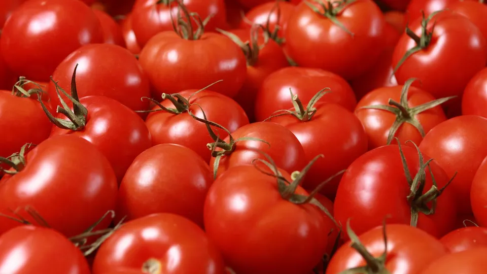 Покладіть це в лунку під час садіння – і врожай томатів буде приголомшливим