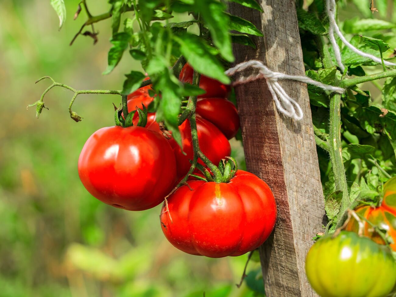 Ці натуральні добрива – найкращі для живлення коренів томатів