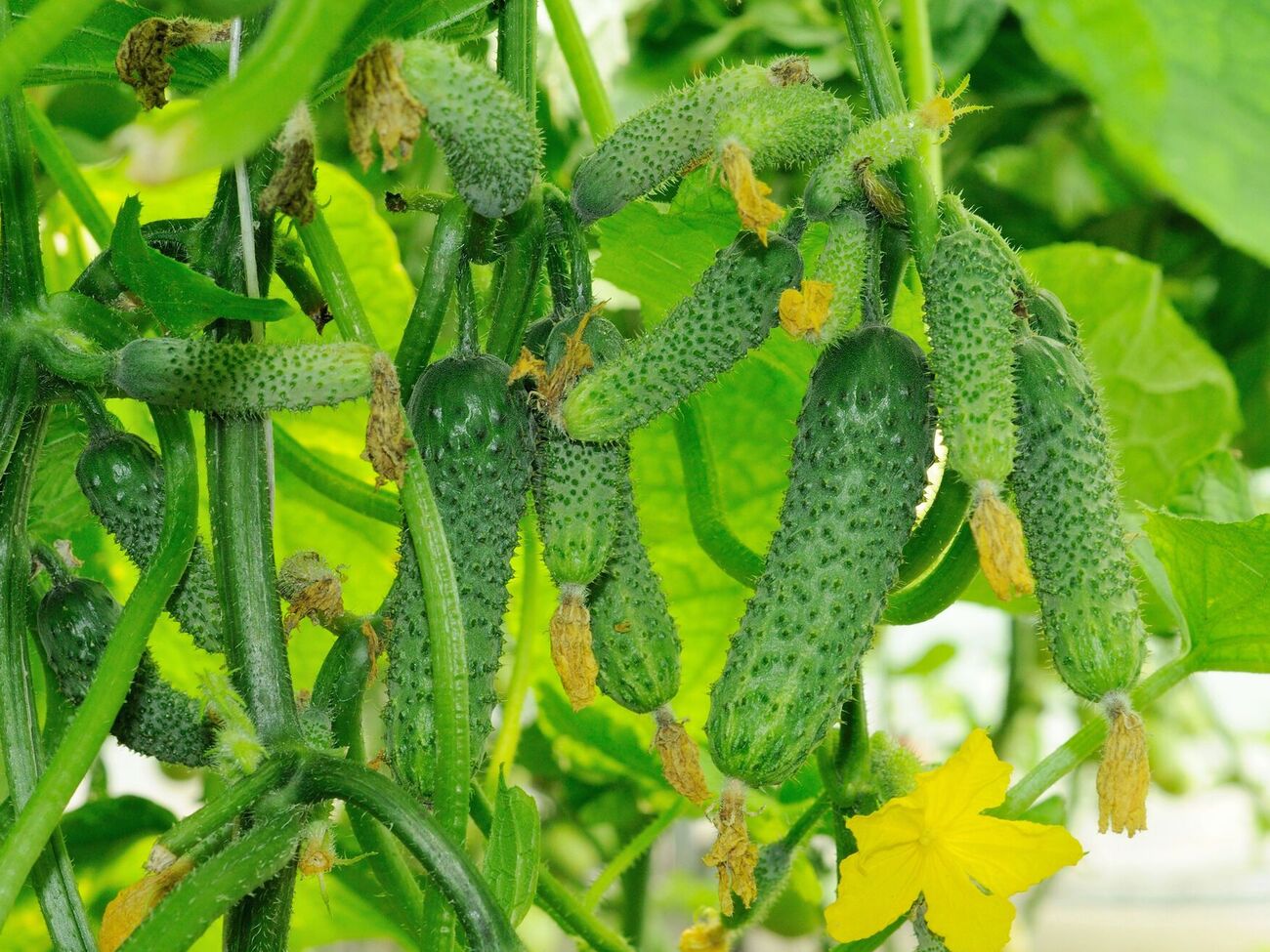 Трав'яний коктейль значно посилить урожайність огірків. Як його приготувати?