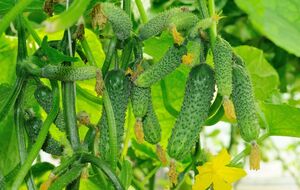 Травяной коктейль значительно повысит урожайность огурцов. Как его приготовить?