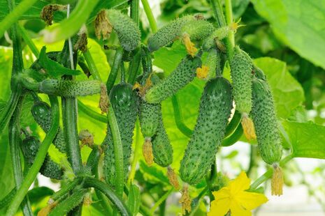 Трав'яний коктейль значно посилить урожайність огірків. Як його приготувати?