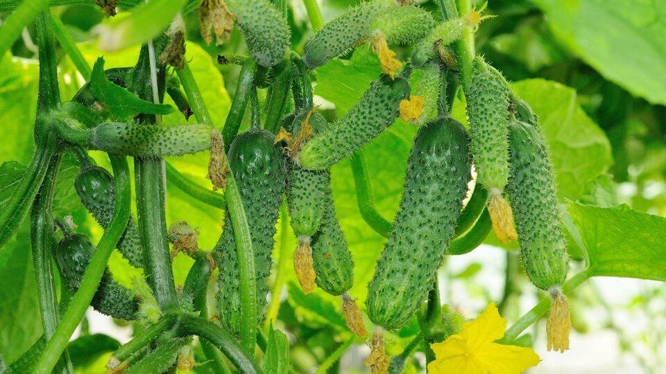 Трав'яний коктейль значно посилить урожайність огірків. Як його приготувати?