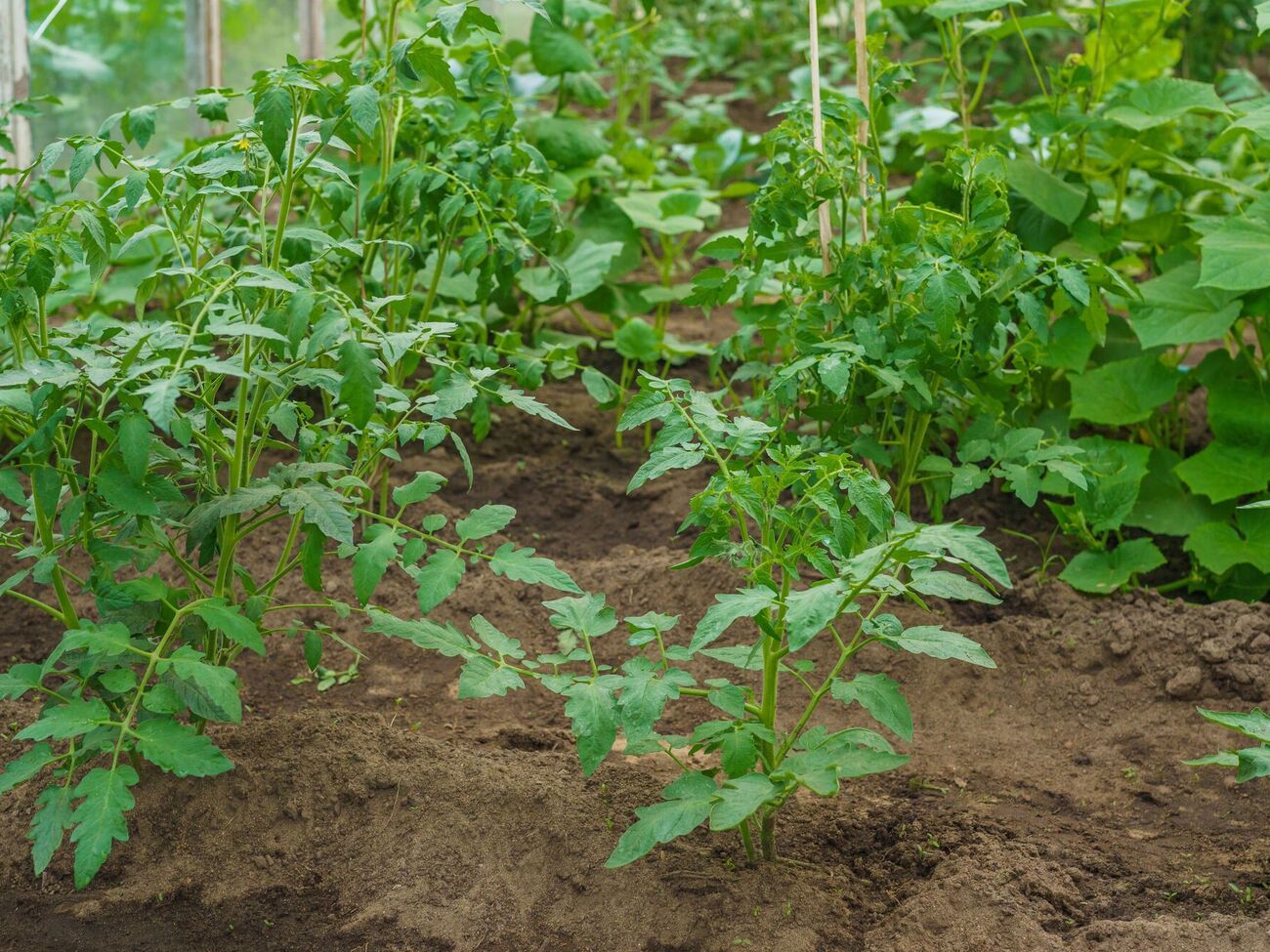 "В селе все так делают". Полейте этим свои помидоры – и они сразу пойдут в рост