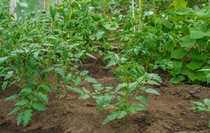 "У селі всі так роблять". Полийте цим помідори – і вони здивують урожаєм