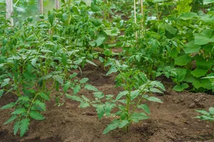 "В селе все так делают". Полейте этим свои помидоры – и они сразу пойдут в рост