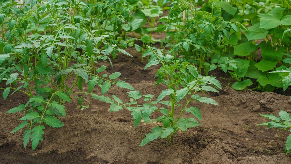"В селе все так делают". Полейте этим помидоры – и они удивят урожаем