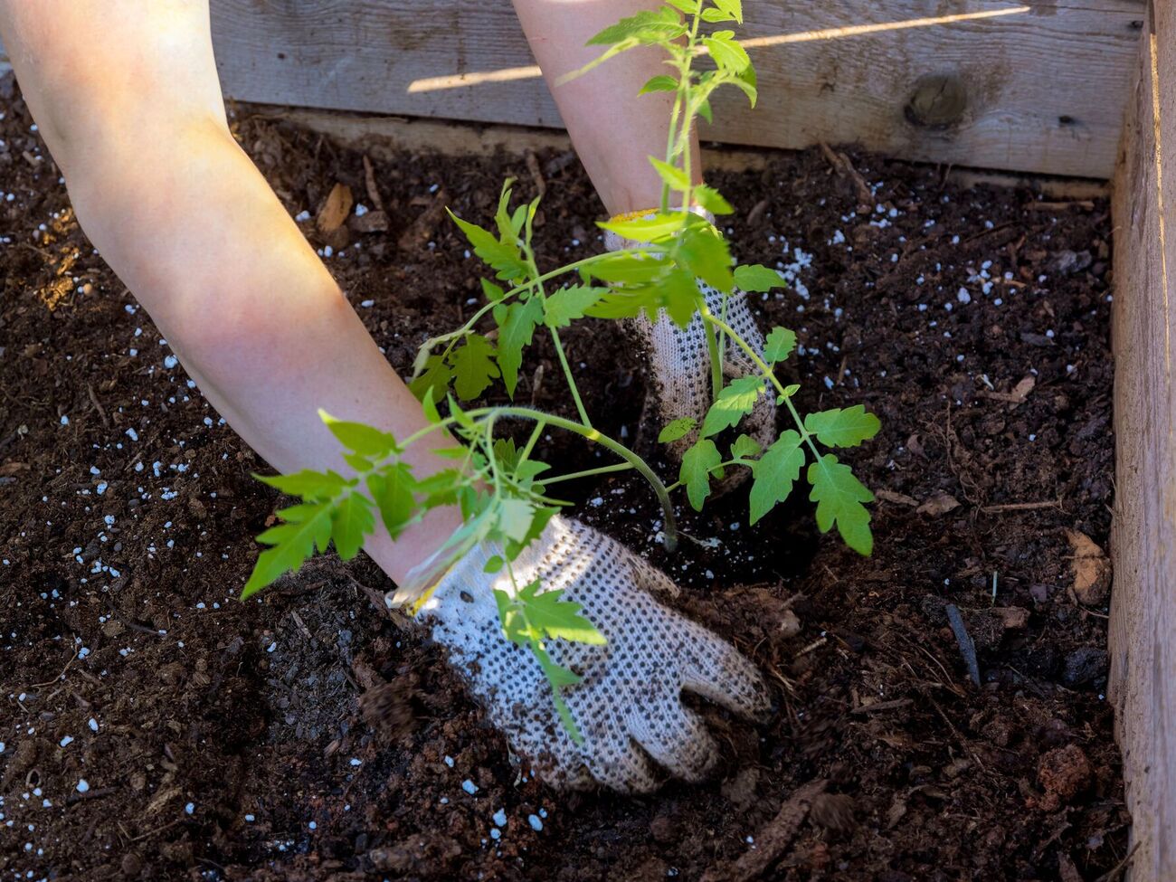 Достаточно всего одной ложки в лунку – и томаты завалят щедрым урожаем