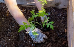 Досить усього однієї ложки в лунку – і томати завалять щедрим урожаєм