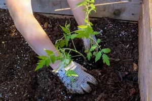 Досить усього однієї ложки в лунку – і томати завалять щедрим урожаєм