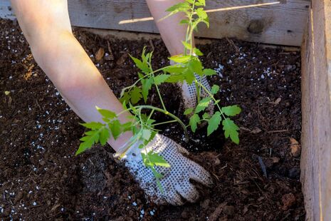 Досить усього однієї ложки в лунку – і томати завалять щедрим урожаєм