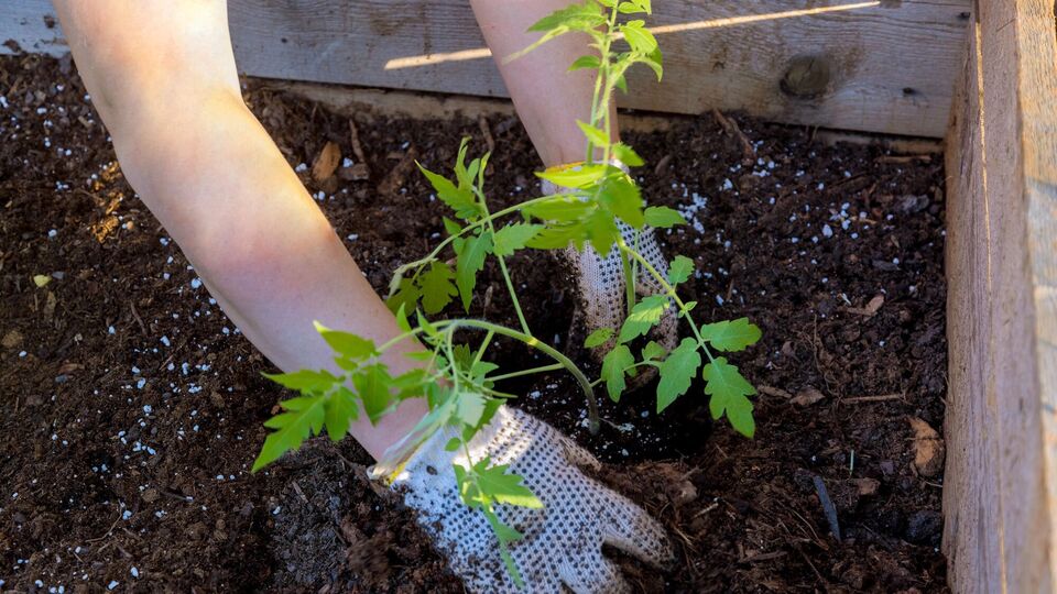 Достаточно всего одной ложки в лунку – и томаты завалят щедрым урожаем