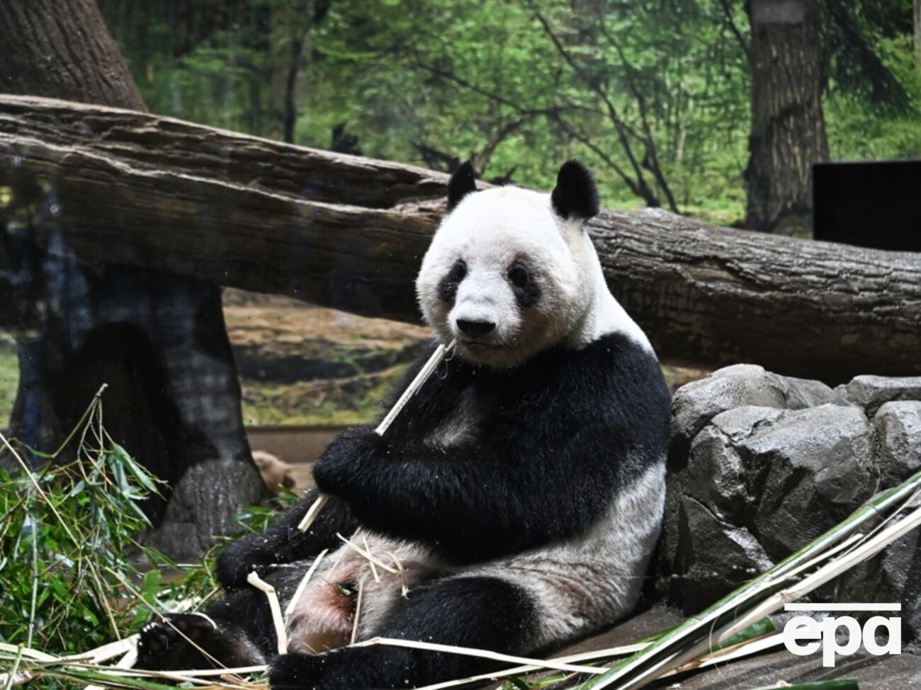 Китай скерує до США панд напередодні візиту Трампа